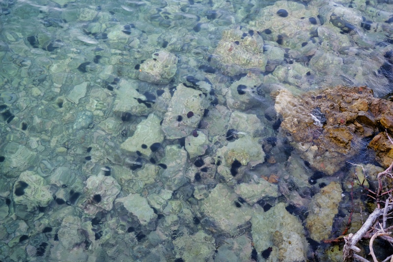 Sea urchins along the Galaxidi harbor, which is on the Ionian Sea