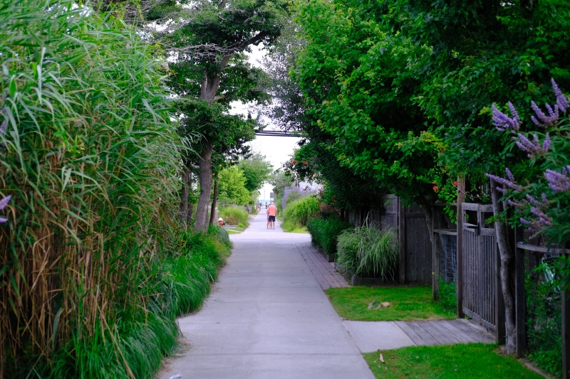 Walkway on Fire Island with trees and flowers along the path, New York