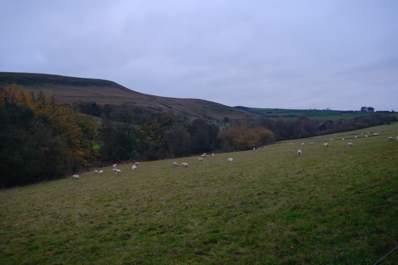 Sheep grazing on a hill in Bamford, a village located in the Hope Valley, England.