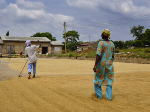 Observing farmers sort harvested grain in Accra, Ghana. © 2017 Amha Mogus