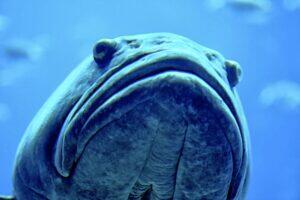 Close up a fish, swimming at the Atlanta aquarium. 2008. © Amha Mogus